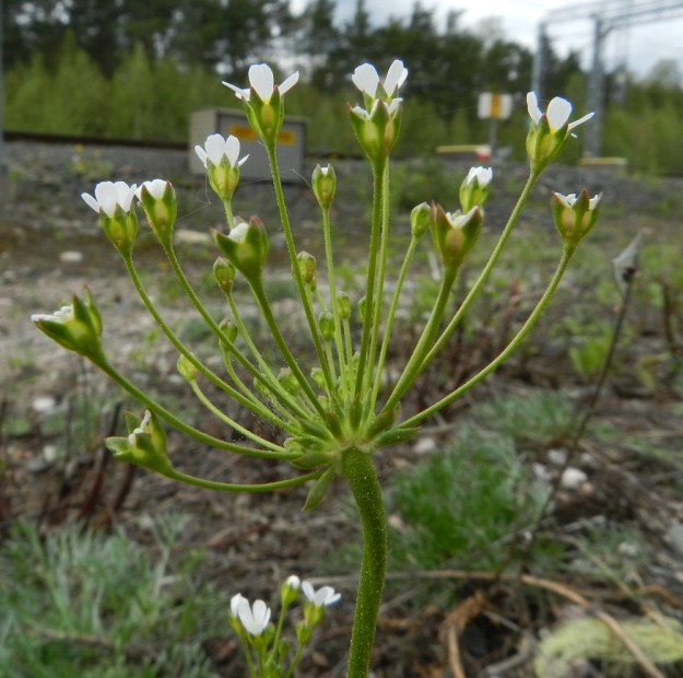 Androsace septentrionalis - ketonukin kukintosarjan kukkaperät ovat eripituisia ja niiden määrä vaihtelee (tässä kuvassa noin 30, osa vasta kasvunsa alussa). Verhiöt ovat kellomaiset, särmikkäät ja kaljuhkot. EH, Janakkala, Turenki, radanvarsi, 20.5.2012. Copyright Hannu Kämäräinen.
