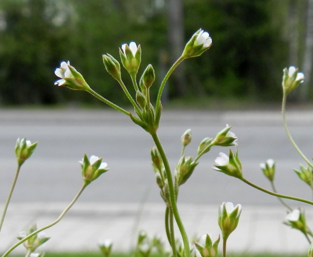 Androsace elongata - peltonukin ratasmainen teriö on verhiötä lyhyempi tai kuten kuvassa,koko lailla samanmittainen.  EH, Nokia, Sarpatti, Maatialanharju, 19.5.2012. Copyright Hannu Kämäräinen.