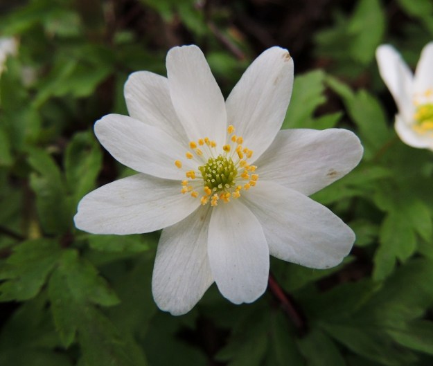 Anemone nemorosa - valkovuokon kehälehtien määrä voi vaihdella viidestä kahteentoista. Kuvan kaltaista yhdeksänlukuista kukkaakaan ei ole ainakaan isommasta kasvustosta vaikea löytää. EH, Hämeenlinna, Loimalahti, Hirsimäki, 11.5.2013. Copyright Hannu Kämäräinen.