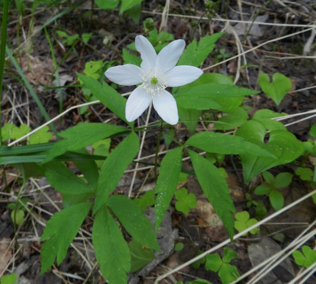 Anemone nemorosa x trifolia - valkovuokko x alppivuokko. Kuvassa on ensimmäinen esimerkki puhtaan alppivuokon ja risteymän välisen rajankäynnin hankaluudesta silloin, kun on mahdollisesti tapahtunut takaisinristeytyminen alppivuokkoon. Heteiden ponnet ovat kyllä lähes valkoiset, mutta lehdet ovat liian kapeat ja liuskahampaiset. Myös vieressä olevan aluslehden sivulehdykät ovat lähes tyveen asti jakoiset, kuten valkovuokolla. Asikkala, Hillilä, Syrjänsupat, 7.6.2012 EH. Copyright Hannu Kämäräinen.