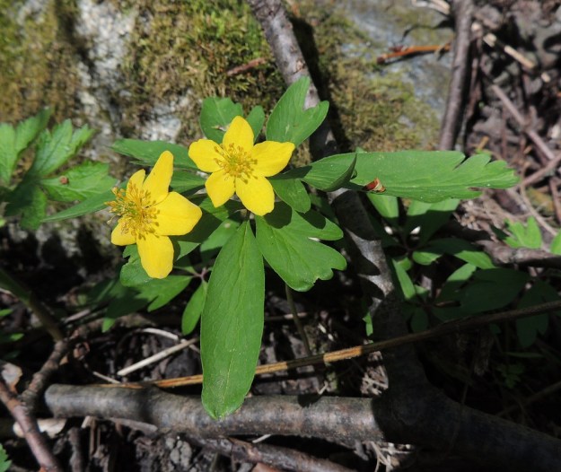 Anemone ranunculoides - keltavuokon samassakin kukkavarressa voi olla varsilehtien "muotoilotulitus". EH, Hattula, Metsänkylä, Vanajaveden Metsänkylänlahden kynäjalavalehto, 17.5.2014. Copyright Hannu Kämäräinen.