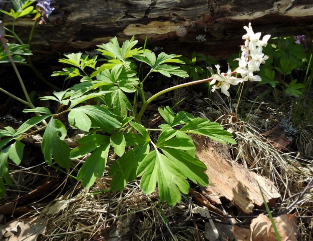 Corydalis cava - etelänkiurunkannuksen kukat voivat olla myös täysin valkeat, f. albiflora. Varsilehtiä on kaksi, joiden lisäksi tavallisesti on myös yksi tyvilehti, joka näkyy kuvassa ylemmän varsilehden takana, lahopuun vieressä. U, Helsinki, Kannelmäki, Mätäjoen rantametsäkaista, 1.5.2019. Copyright Hannu Kämäräinen.