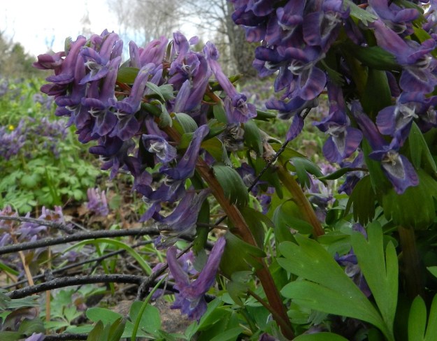 Corydalis solida - pystykiurunkannuksen kukat ovat yleensä sinipunaisia tai punaisia. Toisinaan kukissa on kirjavuutta ja jopa väriraidoitusta, kuten kuvassa. EH, Hattula, Sattula, Sattulantien laitametsikkö, 3.5.2012. Copyright Hannu Kämäräinen.