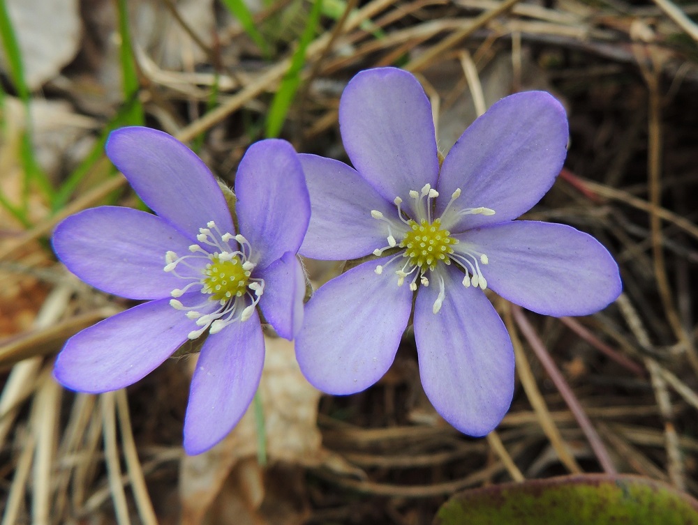 Hepatica nobilis - (lehto)sinivuokon kehälehdet ovat toisinaan hyvin vaaleansinertävät tai -lilat. Kukka on tavallisesti noin 15-35 mm leveä. Heteet ovat useimmiten valkoiset sekä noin 3-5 mm pitkät. EH, Hämeenlinna, Sairio, Ruutikellarintien laitametsä, 4.5.2013. Copyright Hannu Kämäräinen.