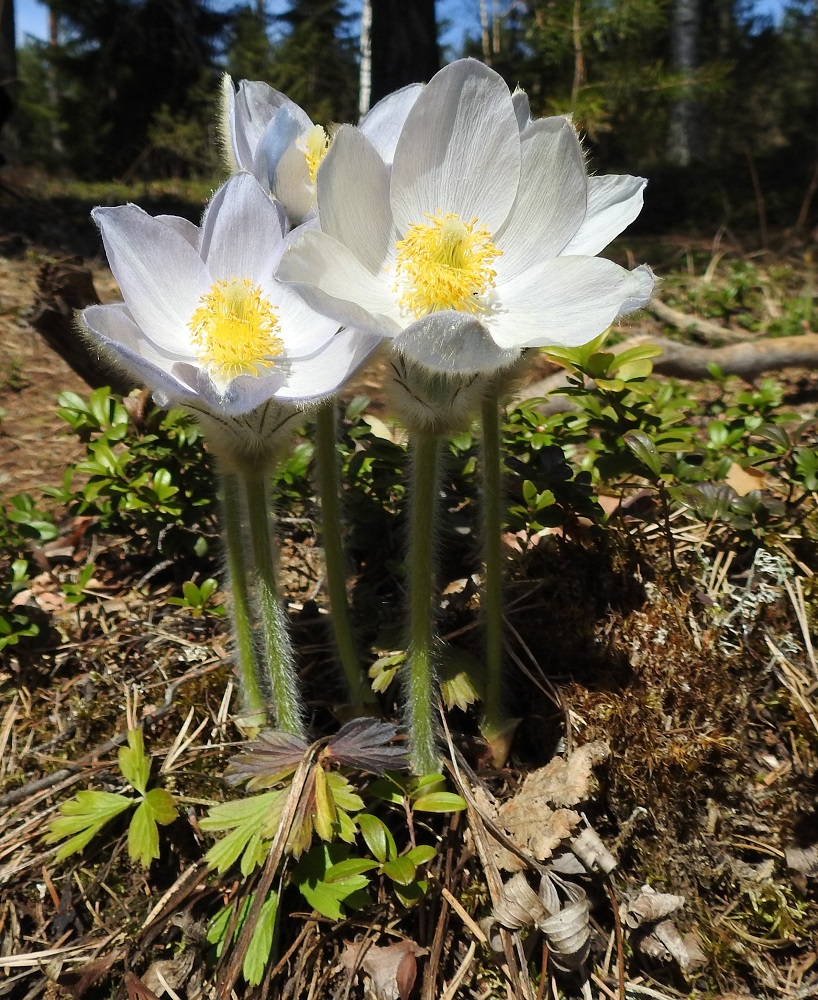 Pulsatilla patens x vernalis - liilakylmänkukka, (hämeenkylmänkukka x kangasvuokko). Toisinaan risteymän kehälehdet ovat sisäpinnaltaan valkoiset kangasvuokon tavoin ja ulkopinnallakin on vain siellä täällä häivähdys sinertävään. 6.5.2018. Copyright Hannu Kämäräinen.