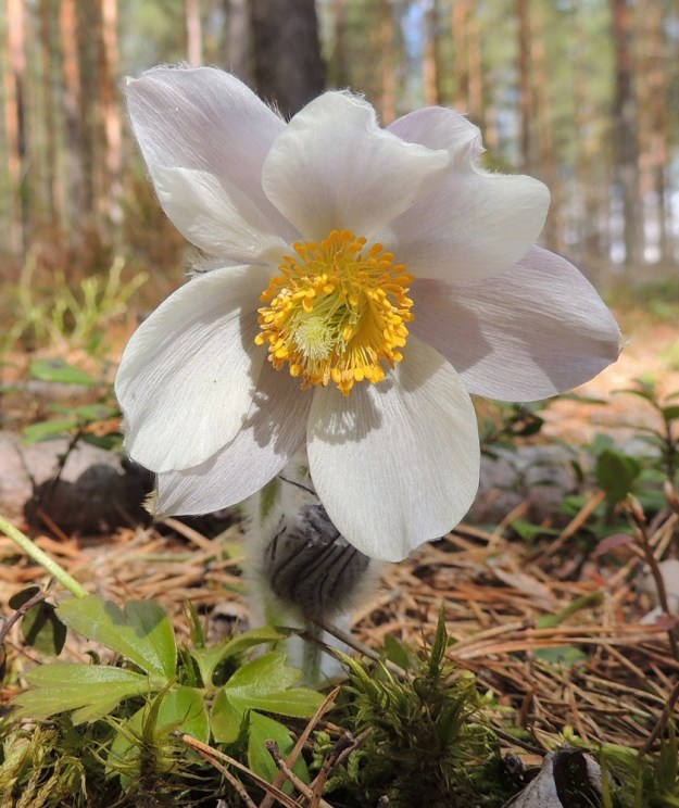 Pulsatilla vernalis - kangasvuokon kehälehtien määrä voi muiden vuokkojen tapaan vaihdella. Kuvan kukassa on kahdeksan kehälehteä, joista yksi pienemmäksi jäänyt näkyy "luoteeseen" osoittavan kehälehden päällä. EH, Hämeenlinna, Tuulos, Mäntynummi, 3.5.2015. Copyright Hannu Kämäräinen.