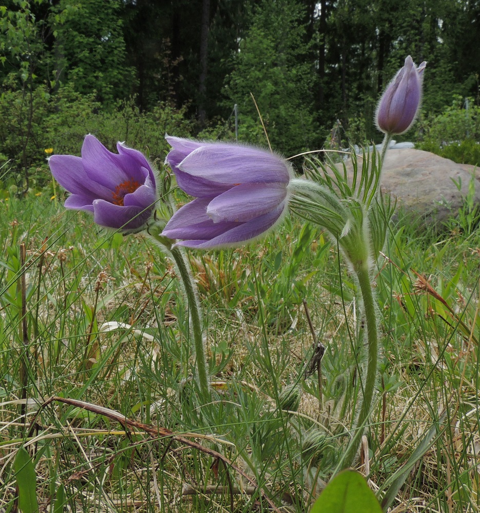Pulsatilla vulgaris subsp. vulgaris - lännenkylmänkukan korkeus kukkimisaikana on yleensä noin 10-25 cm. Kukkaperä pitenee kukintavaiheessa nollasta lähes 10 cm:iin. Varsi, kukkaperä ja kehälehtien ulkopinta ovat tiheään valkokarvaiset. 23.5.2016. Copyright Hannu Kämäräinen.
