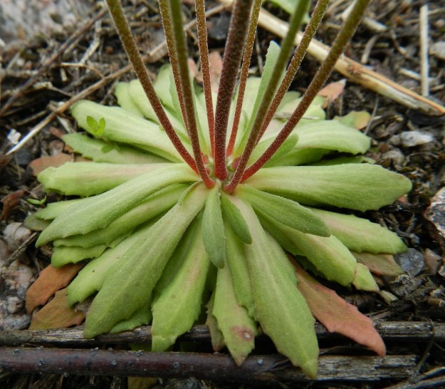 Androsace septentrionalis - ketonukin tyviruusuke on runsaslehtinen ja maanmyötäinen. Sen lehdet ovat 1-4 cm pitkät ja kärkiosastaan hammaslaitaiset sekä hapsi- ja hankakarvaiset. Vanoja voi olla yhdessä yksilössä kymmenkuntakin, kuten kuvassa ja ne ovat usein alaosastaan punertavia. Vanojen karvoitus on lyhyttä ja monimuotoista. EH, Janakkala, Turenki, radanvarsi, 20.5.2012. Copyright Hannu Kämäräinen.