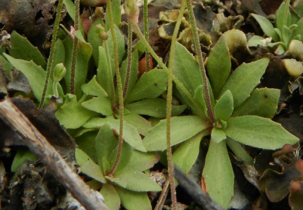 Androsace elongata - peltonukin lehtiruusukkeet ovat maanmyötäiset tai osittain pystyt. Lehdet ovat vain noin 5-15 mm pitkiä, suikeahkoja, harvakseen hampaisia ja reunastaan tiheähkösti lyhytkarvaisia. Ruusukkeista nousevat kukintovanat ovat runsaasti tähtikarvaisia. EH, Nokia, Sarpatti, Maatialanharju, 19.5.2012. Copyright Hannu Kämäräinen.