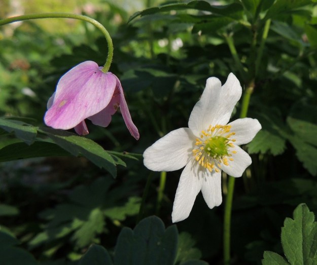 Anemone nemorosa - valkovuokon nimensä mukaiset kehälehdet vaihtelevat lukumääränsä lisäksi myös toisinaan väriltään. Erityisesti kehälehtien ulkopinnat mutta toisinaan myös sisäpuolet voivat vaihdella lähes kaikissa punaisen ja sinipunaisen sävyissä. Väri saattaa myös lisääntyä kukan vanhetessa. A, Jomala, Ramsholm, luonnonsuojelualue, 25.5.2013. Copyright Hannu Kämäräinen.