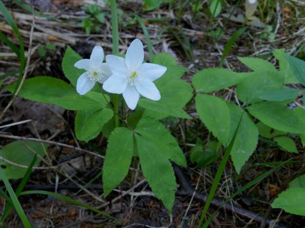 Anemone trifolia - alppivuokko on lähes aina yksikukkainen. Kuvan kaksikukkaista kukkavartta voidaan sanoa Suomessa harvinaisen lajin harvinaisuudeksi. EH, Asikkala, Hillilä, Syrjänsupat, 7.6.2012. Copyright Hannu Kämäräinen.