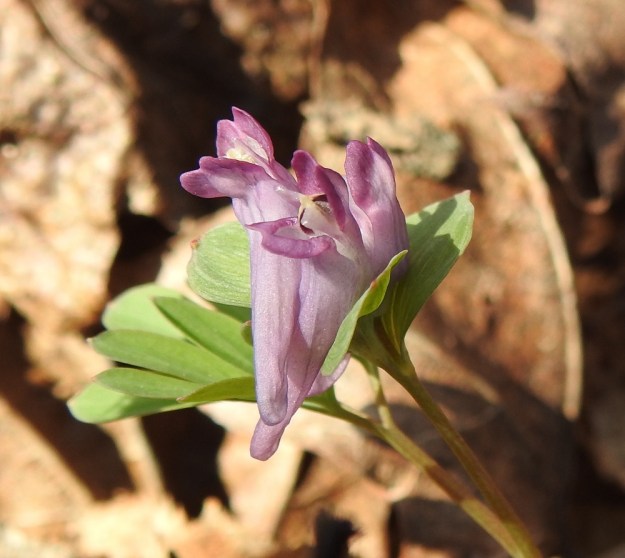 Corydalis intermedia - hentokiurunkannuksen noin 15 mm pitkät, kannukselliset kukat ovat lyhyenä terttuna. Kukkien tukilehdet ovat ehytlaitaiset. EH, Hattula, Metsänkylä, Vanajaveden Metsänkylänlahden metsäkaista 7.5.2017. Copyright Hannu Kämäräinen.