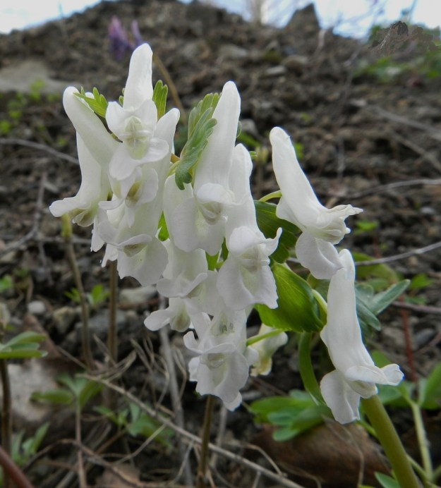 Corydalis solida - pystykiurunkannuksen kukat voivat joskus olla myös aivan valkoisia. EH, Hattula, Sattula, Sattulantien laitametsikkö, 3.5.2012. Copyright Hannu Kämäräinen.
