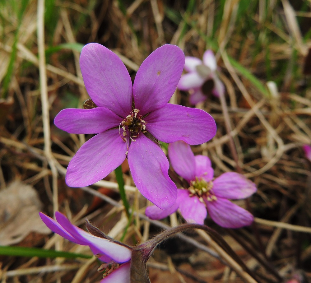 Hepatica nobilis - (lehto)sinivuokon kukat voivat olla myös lähes punaiset ja heteet keltaisehkot. EH, Hämeenlinna, Loimalahti, Hirsimäki, Näsiäntien ja Esikontien välinen metsärinne 28.4.2014. Copyright Hannu Kämäräinen.