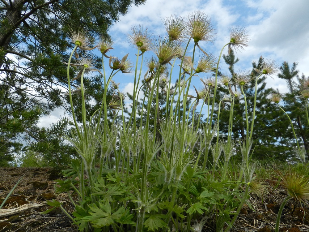 Pulsatilla patens - hämeenkylmänkukan kukkaperät venyvät hedelmävaiheessa jopa 20-30-senttisiksi. EH, Janakkala, Vuortenkylä, 20.5.2012. Copyright Hannu Kämäräinen.