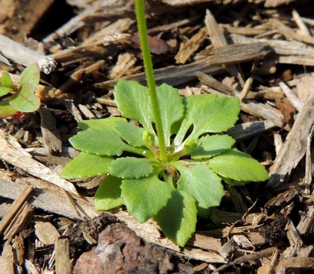 Androsace filiformis - idännukin tyviruusukkeen lehdet ovat kaljut, ruodilliset ja tavallisesti enintään 3,5 cm pitkät. Lehtilapa on soikea tai kuten kuvassa, leveätyvisen puikea ja hammaslaitainen. EH, Kouvola, Kuusankoski, Kuusanniemi, Myllyhuoko, varastokenttä, jossa on varastoitu mm. venäläistä puutavaraa, 27.7.2015. Copyright Hannu Kämäräinen.
