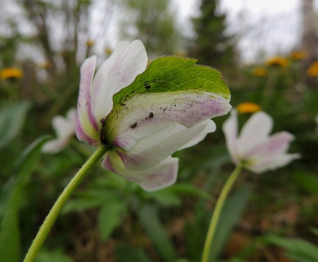 Anemone nemorosa - valkovuokon kasvupoikkeama, jolla on vain kuriositeettinen merkitys, mutta se ei vähennä näkymän mielenkiintoisuutta. Kehälehtien ja varsilehtien suunnittelussa on sattunut pikku sekaannus ja yhdeksänlukuisen kukan yhdestä kehälehdestä on puoliksi tullut varsilehti suonitusta, laidan hammastusta ja karvoitusta myöten. EH, Hämeenlinna, Loimalahti, Hirsimäki, 18.5.2013. Copyright Hannu Kämäräinen.