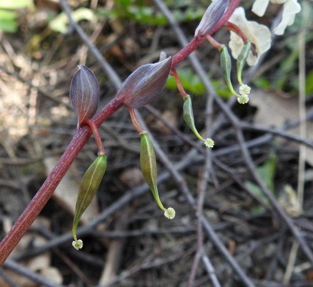 Corydalis cava - etelänkiurunkannuksen kukkien tukilehdet ovat ehytlaitaiset toisin kuin pystykiurunkannuksella, jolla ne ovat päästään liuskaiset. Litumaiset kodat (kuvassa vasta kehittymässä) ovat peräänsä pitempiä ja sukkulamaisia. U, Helsinki, Kannelmäki, Mätäjoen rantametsäkaista, 1.5.2019. Copyright Hannu Kämäräinen.