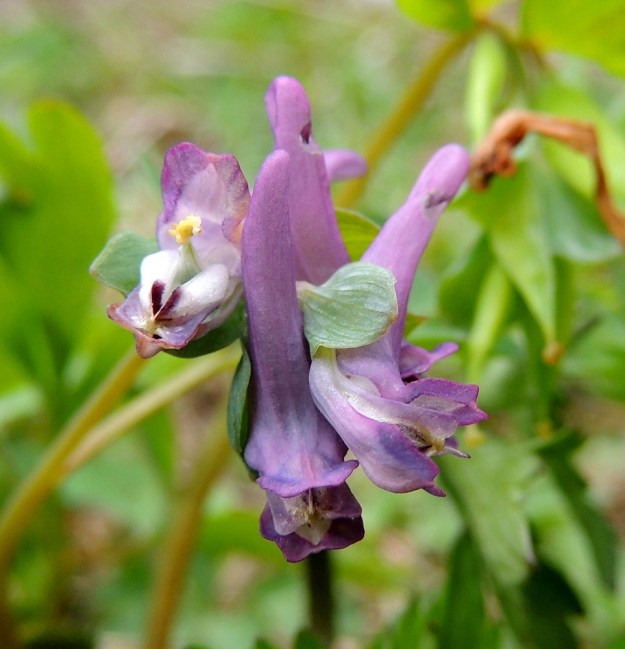 Corydalis intermedia - hentokiurunkannuksen sinipunaisessa tai punertavassa kukassa on neljä terälehteä, joista ylempi ja alempi ovat huulimaisia. Sisemmät terälehdet ovat pienempiä, vaaleita ja kärjestään yhteen kasvaneita. Leveäpalhoiset heteet nousevat esiin niiden välistä. EH, Hattula, Metsänkylä, Vanajaveden Metsänkylänlahden metsäkaista 2.5.2015. Copyright Hannu Kämäräinen.
