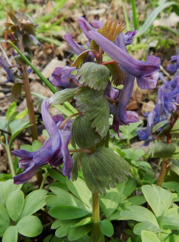 Corydalis solida - pystykiurunkannuksen kukat ovat tukilehdellisiä. Tukilehdet ovat päästään tavallisesti 4-8-liuskaisia, mutta toisinaan ne kasvavat hyvin leveiksi ja moniliuskaisiksi. EH, Hattula, Sattula, Sattulantien laitametsikkö, 3.5.2012. Copyright Hannu Kämäräinen.