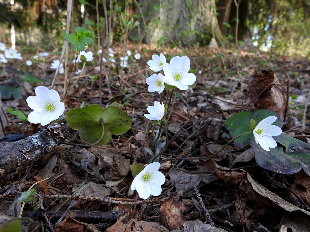 Hepatica nobilis - (lehto)sinivuokko voi olla myös täysin valkokukkainen (f. alba). Väriominaisuus on periytyvä, ja usein valkokukkaisia yksilöitä on useampia samassa paikassa. Kuvan valkokukkainen alue on lähes aarin kokoinen. EH, Hämeenlinna, Puistonmäki, Kaupunginpuiston metsäalue, 9.5.2018. Copyright Hannu Kämäräinen.