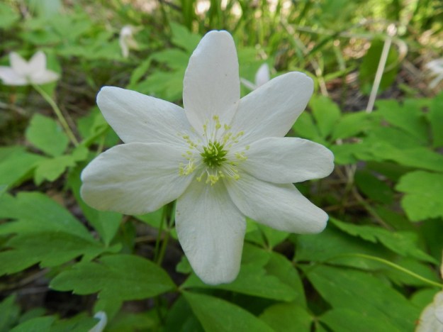 Anemone nemorosa x trifolia - valkovuokko x alppivuokko. Risteymän kehälehdet ovat väriltään valkoiset ja harvoin punertavat. Ne ovat malliltaan soikeat tai puikeat. Pituutta niillä on yleensä noin 15-20 mm ja leveyttä leveimmältä kohtaa noin 5-10 mm. Mitoiltaan ja malliltaan ne sopivat hyvin kantalajiensa vaihtelun piiriin. EH, Asikkala, Hillilä, Syrjänsupat, 7.6.2012. Copyright Hannu Kämäräinen.