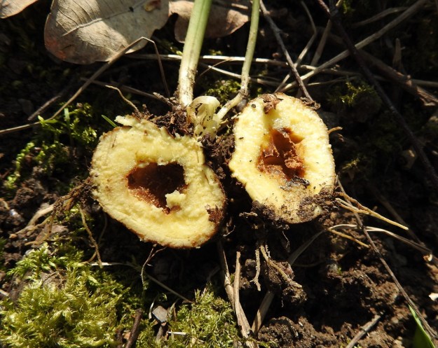 Corydalis cava - etelänkiurunkannuksen ikääntyessä sen mukula muuttuu sisältään yhä enemmän ontoksi tieteellisen nimensä, cava, mukaisesti. Vanha mukula voi olla halkaisijaltaan jopa 6 cm. Varresta puuttuu suomumainen alalehti mutta sen sijaan mukulasta, varren lähtökohdasta kasvaa yksi tyvilehti. U, Helsinki, Kannelmäki, Mätäjoen rantametsäkaista, 1.5.2019. Copyright Hannu Kämäräinen.