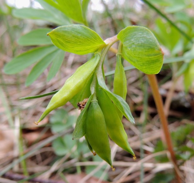 Corydalis intermedia - hentokiurunkannuksen hedelmät ovat litumaisia, 1,5-2 cm pitkiä, monisiemenisiä kotia. EH, Hattula, Metsänkylä, Vanajaveden Metsänkylänlahden metsäkaista 2.5.2015. Copyright Hannu Kämäräinen.