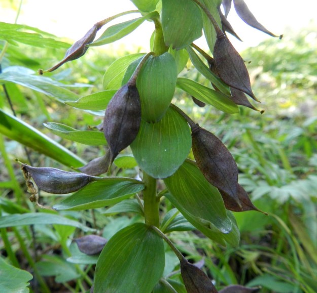 Corydalis solida - pystykiurunkannuksen litumaiset kotahedelmät ovat monisiemenisiä, noin 15-20 mm pitkiä ja niiden perä on kodan kanssa suunnilleen samanmittainen. Hedelmävaiheessa tukilehdet kasvavat pituutta ja niiden muoto usein muuttuu ja pään liuskat lähes katoavat. EH, Hattula, Sattula, Sattulantien laitametsikkö, 19.5.2012. Copyright Hannu Kämäräinen.
