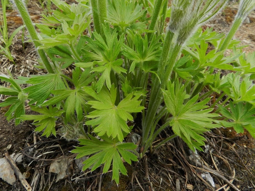 Pulsatilla patens - hämeenkylmänkukan aluslehdet kasvavat täyteen kokoonsa kasvin hedelmävaiheessa. Ne pystyt ja kolmilehdykkäiset. Lehtiruoti on tavallisesti noin 10-25 cm pitkä. EH, Janakkala, Vuortenkylä, 20.5.2012. Copyright Hannu Kämäräinen.