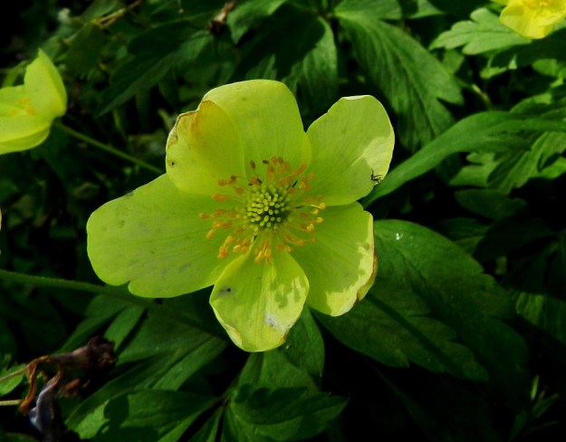 Anemone nemorosa x ranunculoides - ternivuokon kehälehtien muodossa ja koossa on toisinaan vaihtelua ja epäsymmetriaa. Tämä ei tosin ole vain risteymän "yksinoikeus", vaan samaa esiintyy molemmilla kantalajeilla. 19.5.2012. Copyright Hannu Kämäräinen.