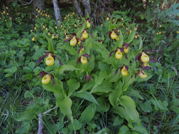 Cypripedium calceolus - lehtotikankontti, A, Jomala 14.6.2014, kaikkiaan 222 kukkavartta. Copyright Hannu Kämäräinen.