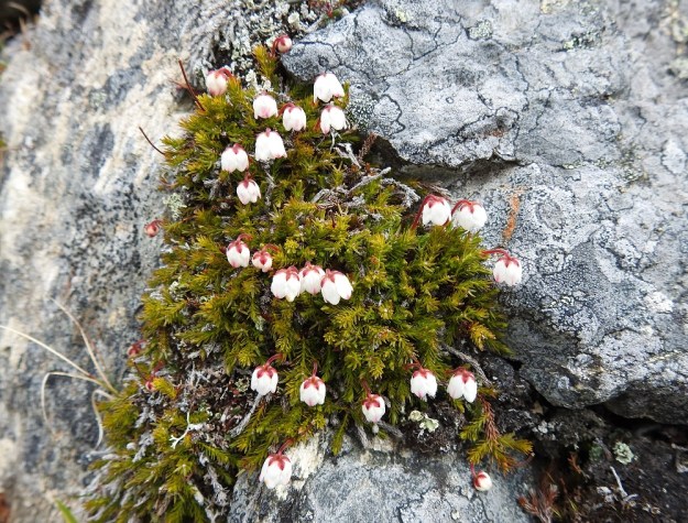 Harrimanella hypnoides (Cassiope hypnoides) - tunturisammalvarpio, EnL, Enontekiö, Kilpisjärvi, Saana, Saanan luoteisrinne, 745 m mpy, 5.7.2018. Copyright Hannu Kämäräinen.