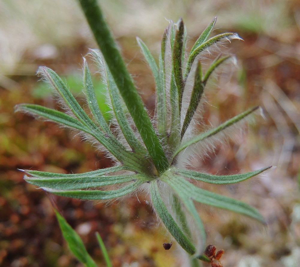 Pulsatilla pratensis - ahokylmänkukan varsilehdet ovat yleensä noin 2-7 cm pitkiä, tyvestään yhdiskasvuisia ja liuskaisia sekä kiertävät kukan alapuolella vartta yhtenäisenä kiehkurana. Liuskat ovat kapeahkoja, vihreitä, valkokarvaisia ja kärjestään useimmiten uudelleen liuskoittuvia. 26.5.2013. Copyright Hannu Kämäräinen.
