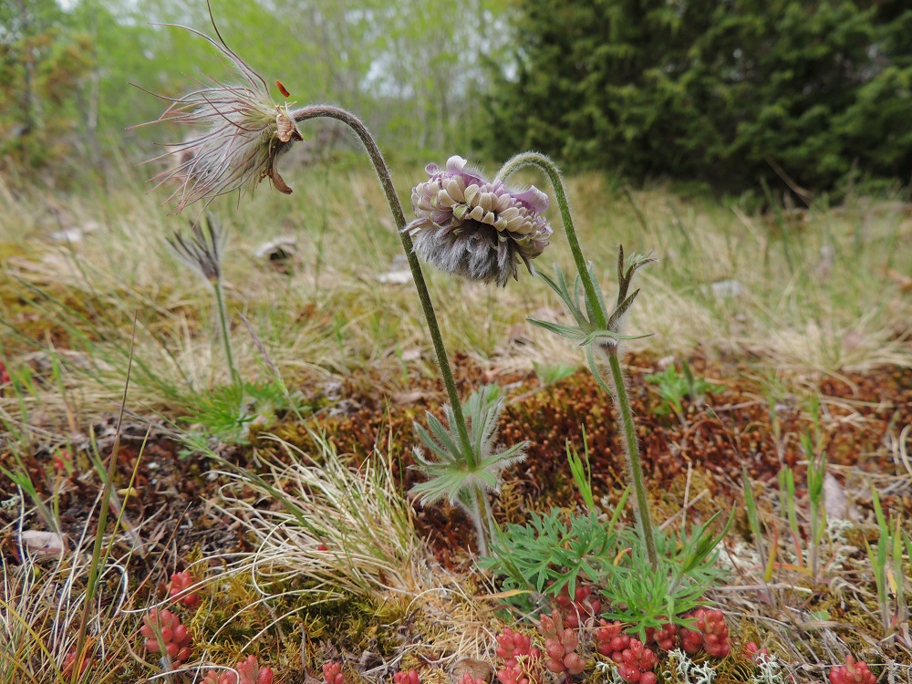 Pulsatilla pratensis - ahokylmänkukalla näyttää Lemlandin kasvupaikalla olevan jokin poikkeava tekijä perimässään, mikä tuottaa ilmeisesti lähes vuosittain yhden tai useamman epämuodostuneen kukinnon. Niitä oli myös kuvaussarjan kuvausvuosina 2013 ja 2025. 26.5.2013. Copyright Hannu Kämäräinen.