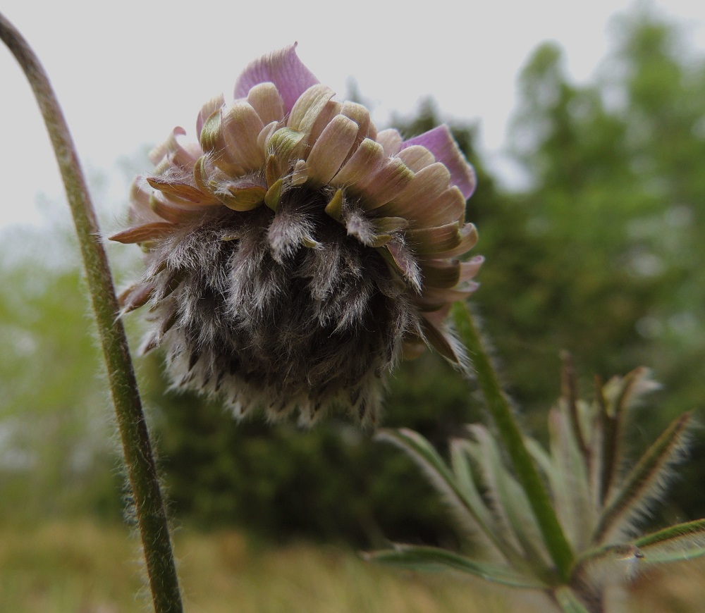 Pulsatilla pratensis - ahokylmänkukan "kukintapiirustukset" ovat menneet pahasti sekaisin. Kehälehtiä lukuun ottamatta muut kukan osat, heteet, mesilehdet ja emiö, ovat muuttuneet pieniksi, erivärisiksi lehdiksi. Emiö on lisäksi saanut tuhdin karvoituksen. 26.5.2013. Copyright Hannu Kämäräinen.