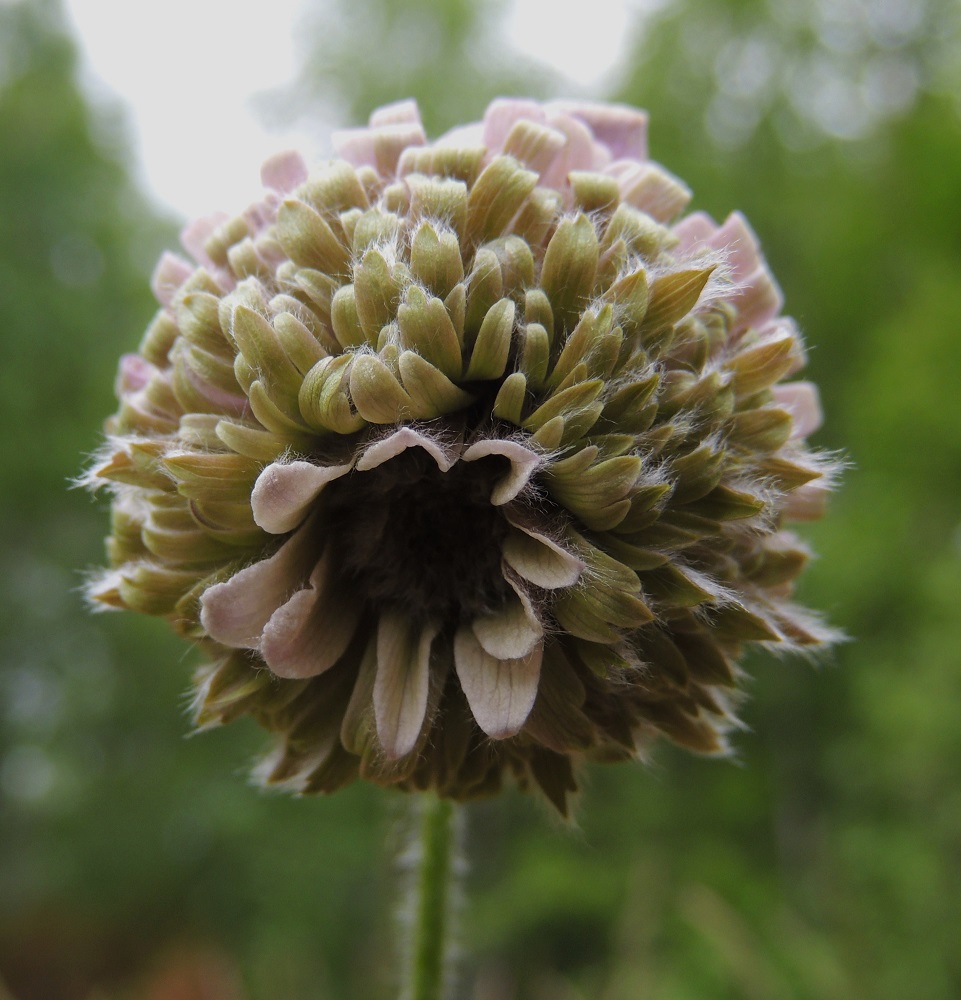 Pulsatilla pratensis - ahokylmänkukan poikkeavat kukkaluomukset ovat uniikkeja. Kuvan kukassa kehälehtien lisäksi on neljä erilaista lehtityyppiä. Kukan keskelle, lähes mustien emiön lehtien ympärille, on kasvanut aivan kuin uusi teriö. Ehkä kyse onkin oikeista terälehdistä, jotka normaalirakenteisessa kukassa ovat typistyneet pieniksi, näkymättömiksi mesilehdiksi. 26.5.2013. Copyright Hannu Kämäräinen.