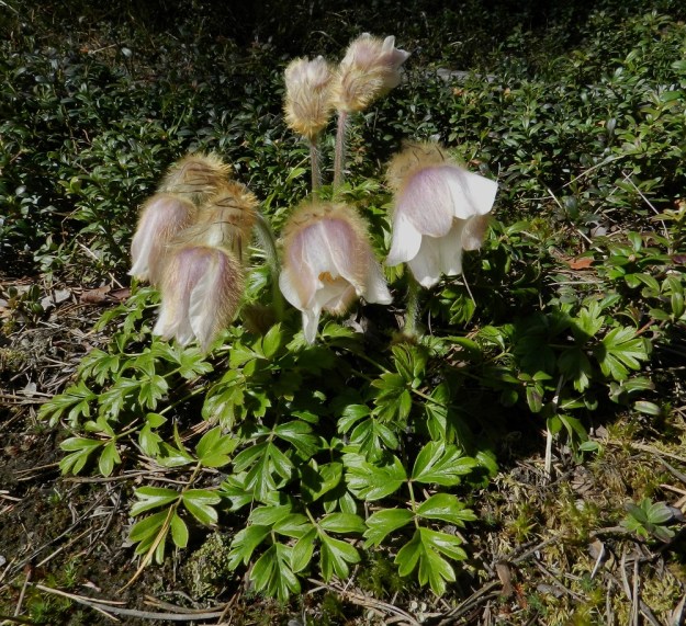 Pulsatilla vernalis - kangasvuokon kukat pysyvät aivan avoimina vain lyhyen aikaa päivästä auringonpaisteella. Myös kukinnan loppuvaiheessa ne painuvat suppuun. EH, Hämeenlinna, Tuulos, Mäntynummi, 13.5.2012. Copyright Hannu Kämäräinen.