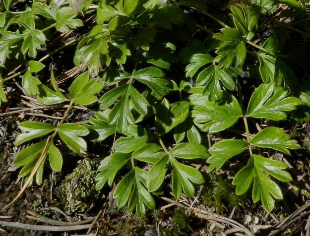 Pulsatilla vernalis - kangasvuokon talvehtineet aluslehdet ovat kesään asti säilyviä, maanmyötäisiä ja yläpinnaltaan kiiltävähköjä. Lehdet ovat parilehdykkäisiä. Ruodillisen päätölehdykän lisäksi ruodittomia sivulehdykkäpareja on useammin kaksi ja harvoin yksi. Kuten kuvasta on nähtävissä, kärkilehdykkä on toisinaan tyveltään niin syvästi liuskainen, että siinä voisi nähdä jo ylimääräisen, kolmannen lehdykkäparin. EH, Hämeenlinna, Tuulos, Mäntynummi, 13.5.2012. Copyright Hannu Kämäräinen.