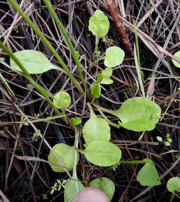 Primula nutans subsp. finmarchica var. jokelae - nuokkuesikon subsp. ruijannuokkuesikon var. perämerennuokkuesikon lehtiruusukkeessa on yleensä neljästä seitsemään lehteä. Lehdet ovat tavallisesti noin 25-40 mm pitkiä. Lehtiruoti on kapeasti siipipalteinen ja usein lapaa selvästi pitempi. Lehtilapa on mehevähkö, pyöreämuotoinen, ehytlaitainen tai matalasti hampainen ja kaljuhko. Mittakaavana kuvassa on 13 mm leveä kynsi. OP, Oulu, Haukipudas, Martinniemi, 13.6.2019. Copyright Hannu Kämäräinen.