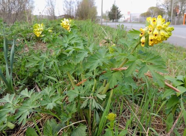 Corydalis nobilis - jalokiurunkannus on Suomessa koristekasvikarkulainen, joka voi levitä mm. maansiirtojen yhteydessä, kuten tässä tapauksessa. Sen kasvustot ovat usein monivartisia. EH, Hämeenlinna, Pullerinmäki, Mäkelän teollisuusalue, Tölkkimäentien varsi, joutomaapenger 11.5.2013. Copyright Hannu Kämäräinen.