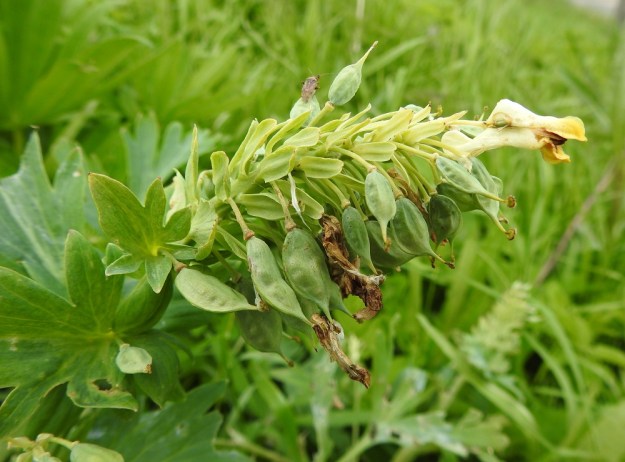 Corydalis nobilis - jalokiurunkannuksen hedelmät ovat noin 15-20 mm pitkiä, soikeita, peränsä pituisia, litumaisia kotia. EH, Hämeenlinna, Pullerinmäki, Mäkelän teollisuusalue, Tölkkimäentien varsi, joutomaapenger 3.6.2019. Copyright Hannu Kämäräinen.
