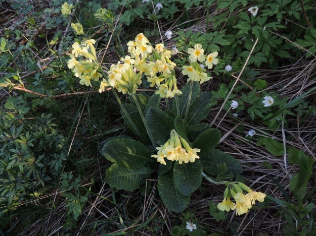 Primula elatior - lehtoesikko on Suomessa jo vanha koristekasvi ja on paikoin villiintynyt ja vakiintunut luonnonympäristöihin. EH, Hämeenlinna, Loimalahti, Hirsimäki, rehevähkön kangasmetsän laita, 22.5.2014. Koko kuvasarja on samalta kasvupaikalta. Copyright Hannu Kämäräinen.