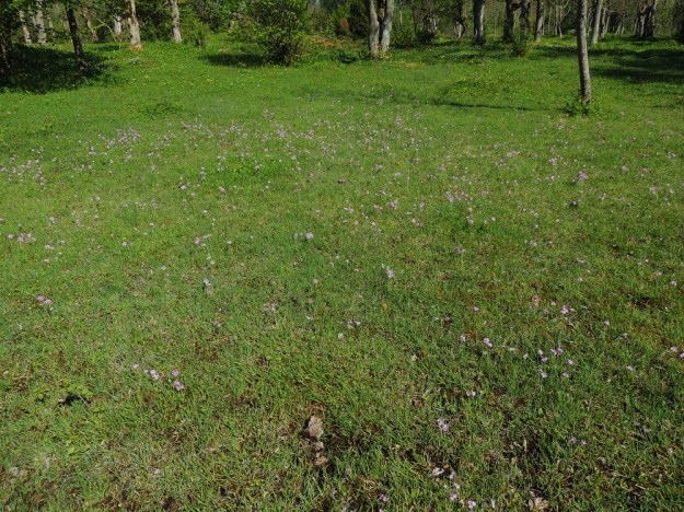 Primula farinosa - jauhoesikko on 2019 julkaistussa uhanalaisuusselvityksessä todettu erittäin uhanalaiseksi yksilömäärän merkittävän vähenemisen vuoksi. Parhailla kosteilla niityillä se antaa vielä väriä maisemaan. A, Lemland, Nåtö, luonnonsuojelualue, 27.5.2013. Copyright Hannu Kämäräinen.