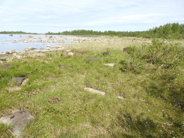 Primula nutans subsp. finmarchica var. jokelae - nuokkuesikko subsp. ruijannuokkuesikko var. perämerennuokkuesikko viihtyy riittävän avoimilla ja hiesuisilla Perämeren rantaniityillä, joita merivesi aika ajoin huuhtelee. OP, Oulu, Haukipudas, Martinniemi, 13.6.2019. Copyright Hannu Kämäräinen.
