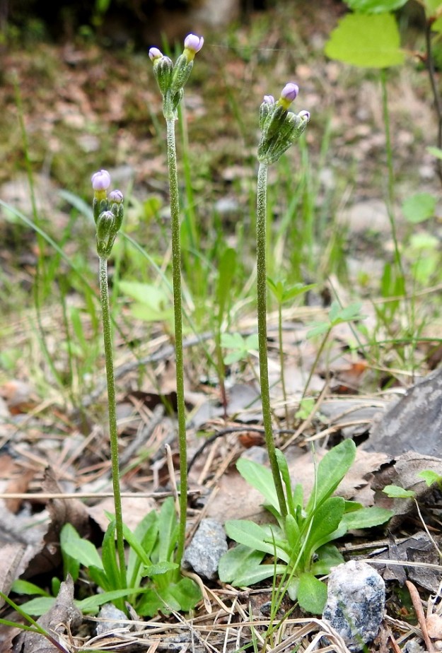 Primula stricta - lapinesikko on 2019 julkaistussa uhanalaisuusarvioinnissa todettu erittäin uhanalaiseksi lajiksi. Ks, Kuusamo, Vasaraperä, Jäkäläniemi, Yli-Kitka -järven kaakkoisranta Apajalahden ja Mäntyniemen välissä, 13.6.2019. Copyright Hannu Kämäräinen.