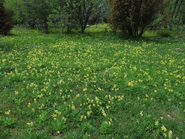Primula veris - kevätesikko kukkii suotuisilla niityillä laajasti ja näyttävästi. A, Lemland, Herröskatan, luonnonsuojelualue, 26.5.2013. Copyright Hannu Kämäräinen.