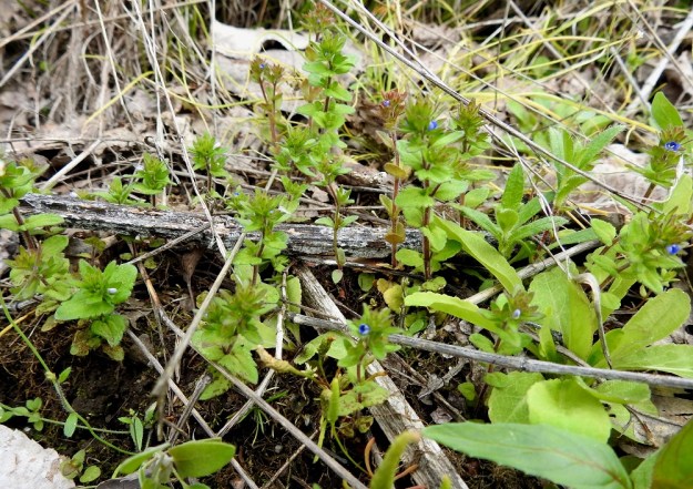 Veronica arvensis - ketotädyke on kasvu-uransa aluksi pieni ja usein haaraton. EH, Janakkala, Harviala, taimistoalue 28.5.2019. Copyright Hannu Kämäräinen.