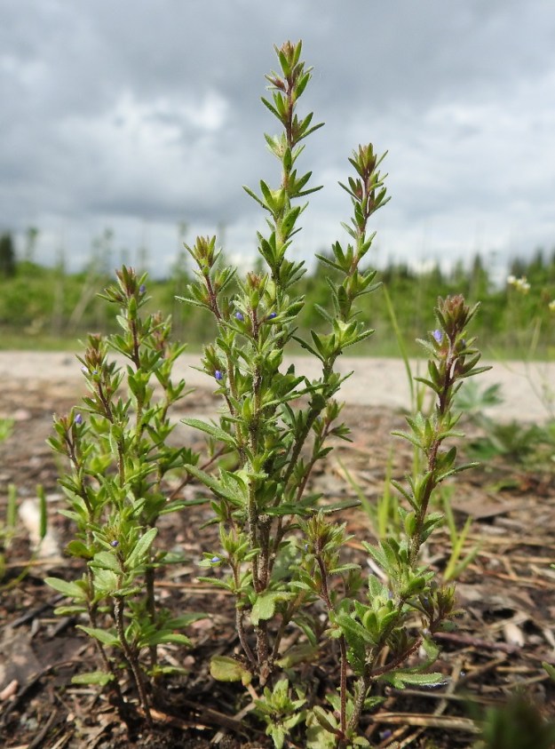Veronica verna - kevättädyke on noin 5-15 cm korkea, yksivuotinen ruoho, joka on tarkka kukinnastaan. Lyhytikäiset kukat pysyvät pilvisellä säällä suljettuina. EH, Janakkala, Harviala, taimistoalue, 28.5.2019. Copyright Hannu Kämäräinen.