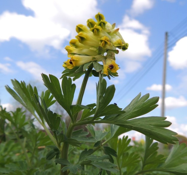 Corydalis nobilis - jalokiurunkannuksen varsilehdet ovat kierteisesti varren yläosassa. Ne ovat lyhytperäisiä tai perättömiä ja 1-2 kertaa parilehdykkäisiä. Kukinto on tiheäkukkainen terttu, jossa kannukselliset kukat ovat yleensä poikittain. EH, Hämeenlinna, Pullerinmäki, Mäkelän teollisuusalue, Tölkkimäentien varsi, joutomaapenger 11.5.2013. Copyright Hannu Kämäräinen.
